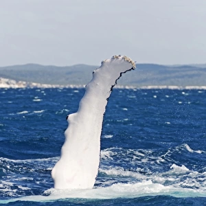 Flipper, pectoral fin of a Humpback Whale (Megaptera novaeangliae) in Hervey Bay in front of Fraser Island, Queensland, Australia