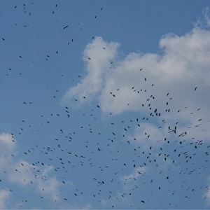 A flock of Ravens lift up from a recently harvested field in Wangdue Phodrang Valley, Bhutan