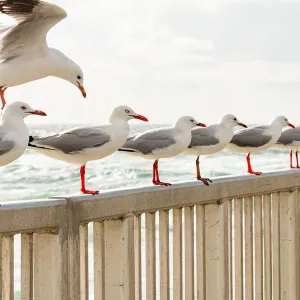 Flock of Seagulls all lined up along a railing over water