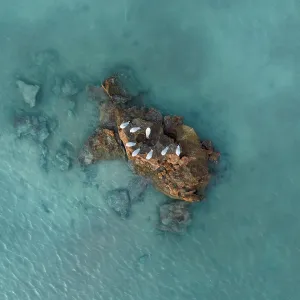 Flock of seagulls resting on a rocky island in Roebuck Bay shot from directly above Flock of seagulls resting on a rocky island in Roebuck Bay shot from directly above