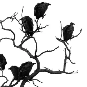 Vulture Tree Print
