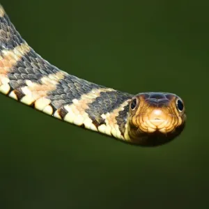 Florida water snake -Nerodia fasciata pictiventris