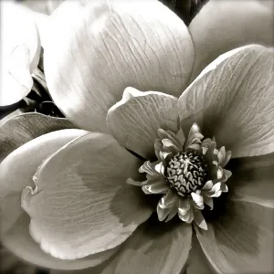 Flower Drawing in sepia tones