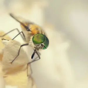 A flower-feeding march fly (Scaptia auriflua) on a rose petal A flower-feeding march fly (Scaptia auriflua) on a rose petal