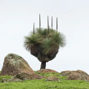 Flower spikes