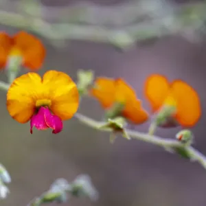 Flowering heart-leaf Flame Pea (Chorizema cordatum) Flowering heart-leaf Flame Pea (Chorizema cordatum)