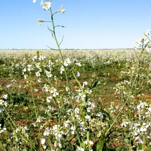 Australian Field Print of Wildflowers Australian Field Print of Wildflowers