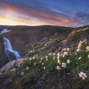 Flowers of Glani fall, Iceland Flowers of Glani fall, Iceland
