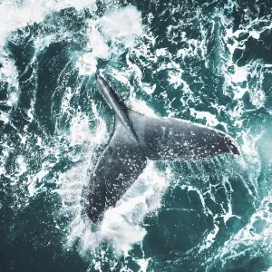 Fluke of a humpback whale splashing on the surface of the Pacific Ocean