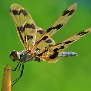 Flutterer Dragonfly Wings Flutterer Dragonfly Wings