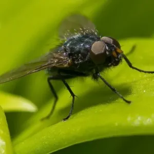 Fly on a green leaf Fly on a green leaf