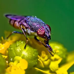 Australian Fly with Stripy Eyes Print Australian Fly with Stripy Eyes Print