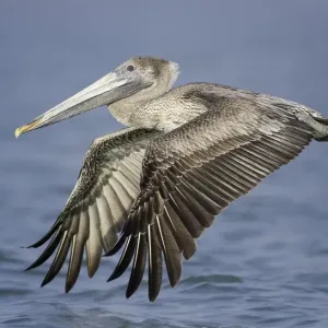 Flying Brown Pelican
