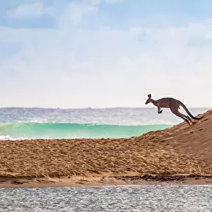 Flying Kangaroo going to a surf beach