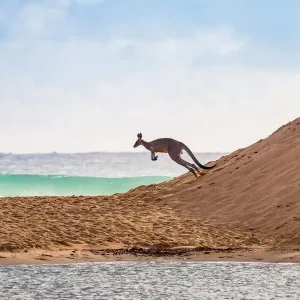 Flying Kangaroo going to a surf beach Flying Kangaroo going to a surf beach