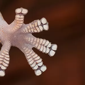 Foot detail, velvet gecko
