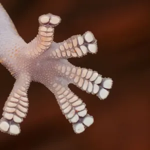 Foot detail, velvet gecko