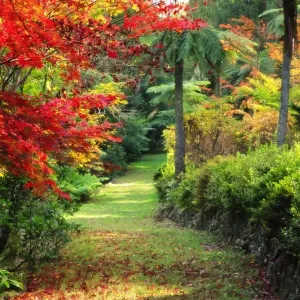Footpath through garden in autumn