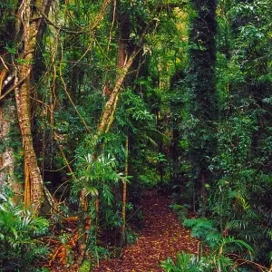 Dorrigo National Park Rainforest Footpath Print