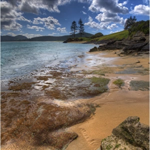 Foreshore near Capella South, Lord howe Island, New south Wales, Australia