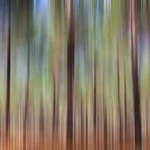 Forest blur