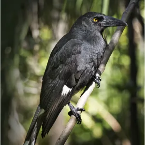 Forest Currawong, Lord Howe Island
