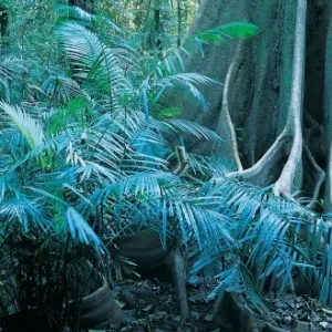 Forest, Mossman Gorge, Daintree National Park, Queensland, Australia Forest, Mossman Gorge, Daintree National Park, Queensland, Australia