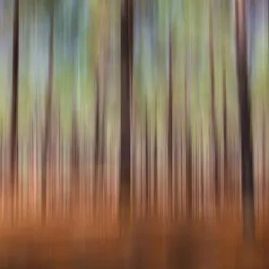 Forest in Perth pine trees made into a graphic textured pattern