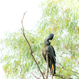 Forest Red-tailed Black-Cockatoo