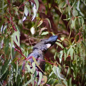 Forest Red-tailed Black-Cockatoo Hiding in a Tree