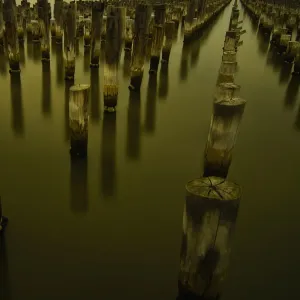 Forest Stumps Forest Stumps