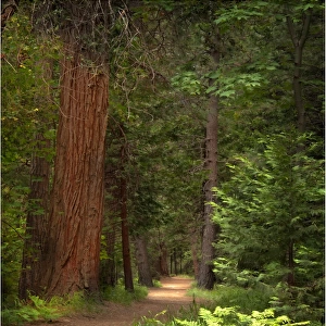 Forest Trail, Yosemite National Park, California