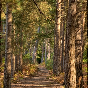 A forest Walk, Wareham forest reserve, Dorset, England
