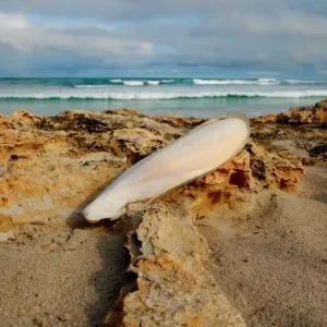 Forgotten Shell