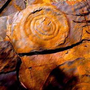 Fossil Print from Karijini National Park, Pilbara Region