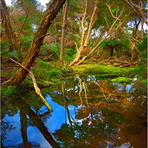 Fotheringate creek and rainforest, Lacota, Strzelecki range, Flinders Island Tasmania