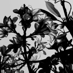 Frangipani, a classic flower from the tropics in black and white Frangipani, a classic flower from the tropics in black and white