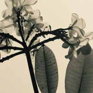 Frangipani Delight in Vintage Style Frangipani Delight in Vintage Style