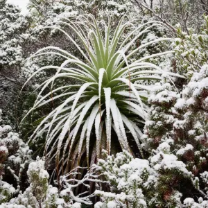 Fresh snow on Pandani Fresh snow on Pandani
