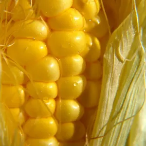 fresh sweet corn cob fresh sweet corn cob