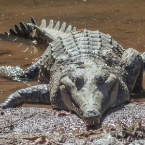 Freshwater crocodile with dragonflies