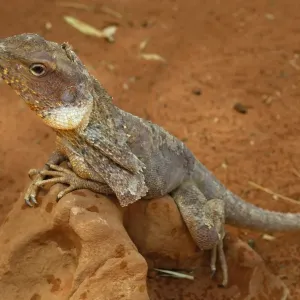 Frill-necked Lizard Print, Alice Springs