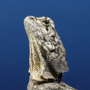 Frill-necked Lizard Frill-necked Lizard