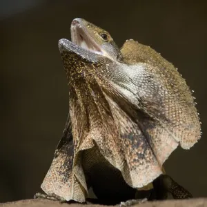 Frill Necked Lizard Frill Necked Lizard