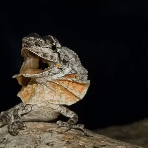 Frill-necked lizard