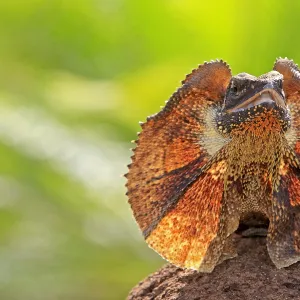 Frill Necked Lizard