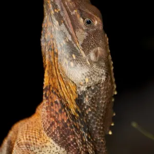 Frill-necked lizard (Chlamydosaurus kingii)