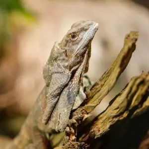 Le lézard à frange de cou sur un rameau mort.
