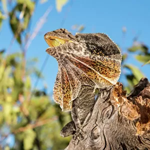 Frilled dragon, Australia