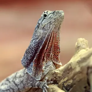 Australian Frilled Lizard Print